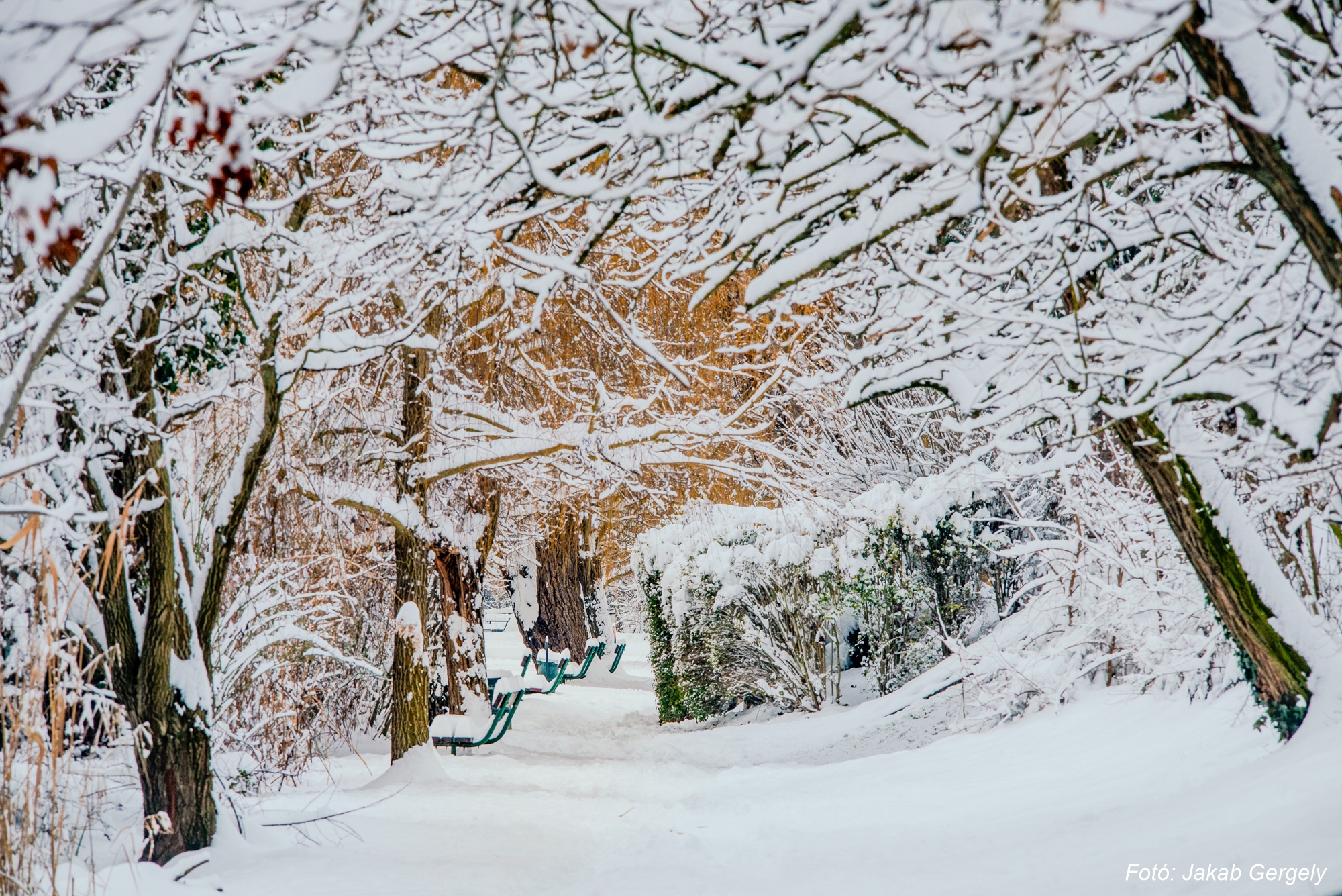 Téli természetfotók Szigetszentmiklóson