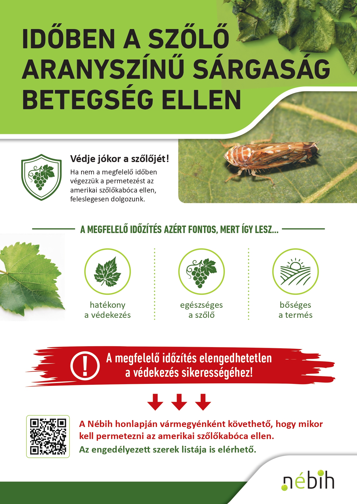 Idoben-a-szolo-aranyszinu-sargasag-betegseg-ellen_szines_page-0001.jpg