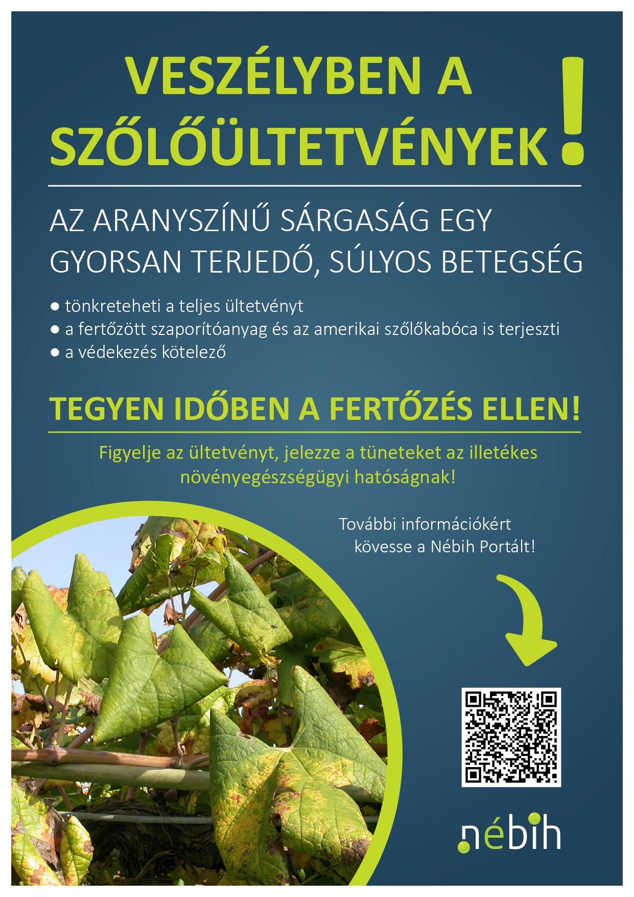 Veszélyben a hazai szőlőtermesztés